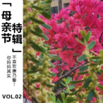 Vol.02 【母亲节特辑】其实你妈妈不喜欢康乃馨！
