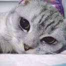 Notte