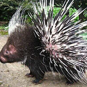 浑身敏感者创业难成功