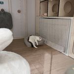北海道牛乳面巾纸