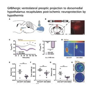 1436-Hypothalamic GABAergic Circuits Drive Neuroprotection