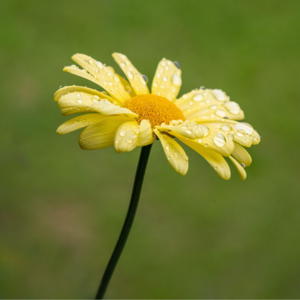 EP199 商品市场中的波动率不对称性