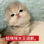 羊的失眠夜