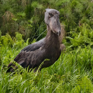 乌干达:随便扔一粒种子都能长出天堂