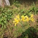 花间步道