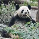 剔牙熊猫
