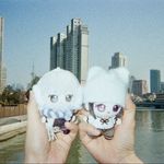 猫咪肉松麻薯卷