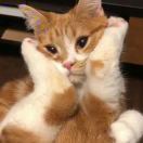 这其实是个备忘录