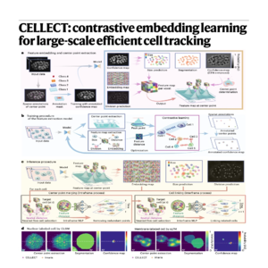 210-CELLECT: Efficient Contrastive Cell Tracking