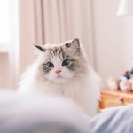catcloudy
