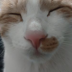 西蒙的决策理论