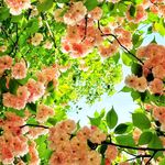 子航Angela