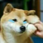 張楚岚