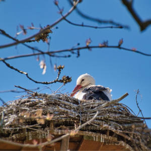 野獸電台052｜透明溝通與創傷療癒