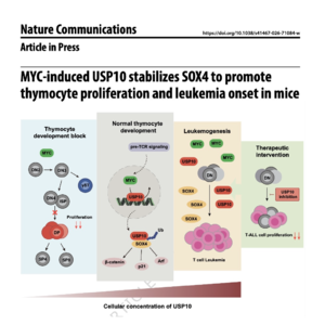 840-MYC-USP10-SOX4 Axis in Thymocyte Development