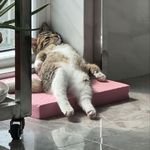 爱护树木王亚樵