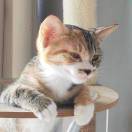 我与彩狸不出门