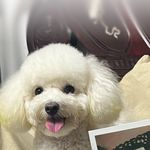 小奶茶最可爱