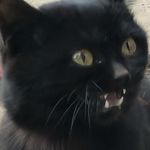 不能出卖小猫咪