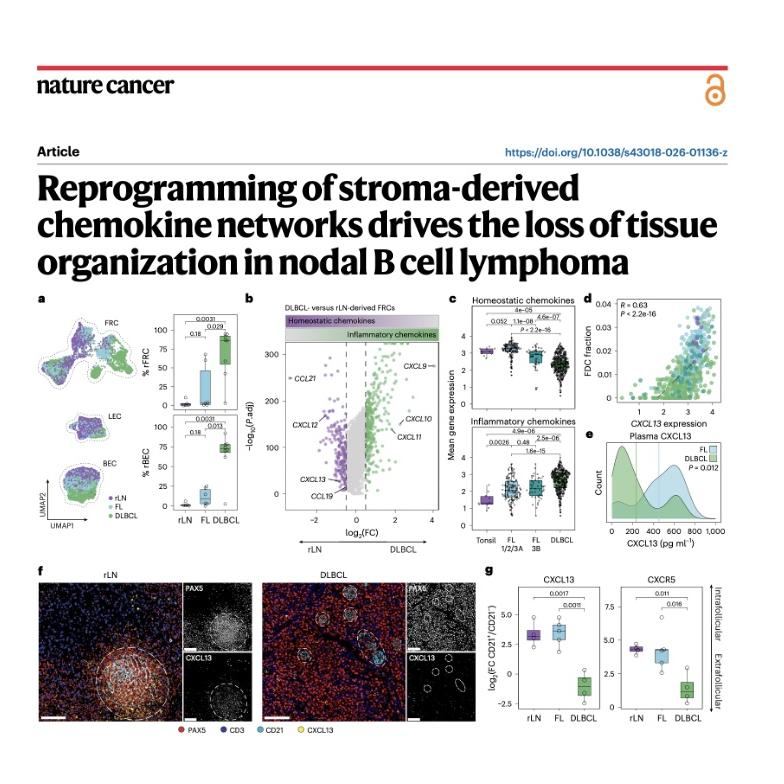 1303-Nodal B Cell Lymphoma: Stromal Reprogramming episode artwork