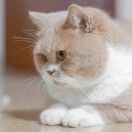 KelvinRose