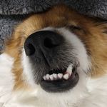 狗福福的西班牙语栈