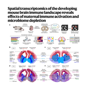 529-母体免疫为何专伤雄性大脑