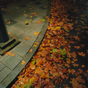 No.6 Autumn丨婆娑秋叶演奏最爱的季节