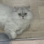 Kira璇