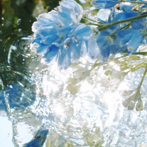 春天在下一场不淋湿人的樱花雨