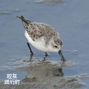 Vol.102 观鸟的人，到底在看什么？