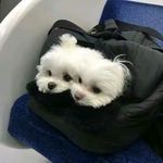 九爪小蟹