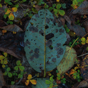 《随后便是我最爱的秋天》Aholic.