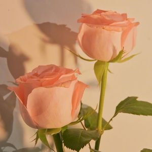 听书·每天为你解读一本书