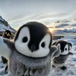 羊驼下雨不打伞