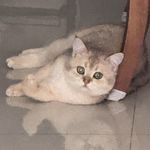 萄萄葡