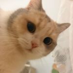 小猫戴耳机