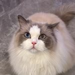 普通猫猫