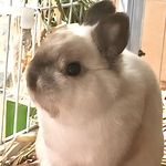 兔老大我老二