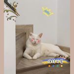 鱼丸动物园园长鱼丸