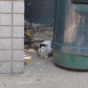 纽约网友问我 "How are you...I mean your mental health?"