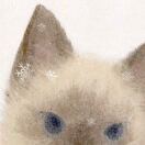 拯救小拇指计划