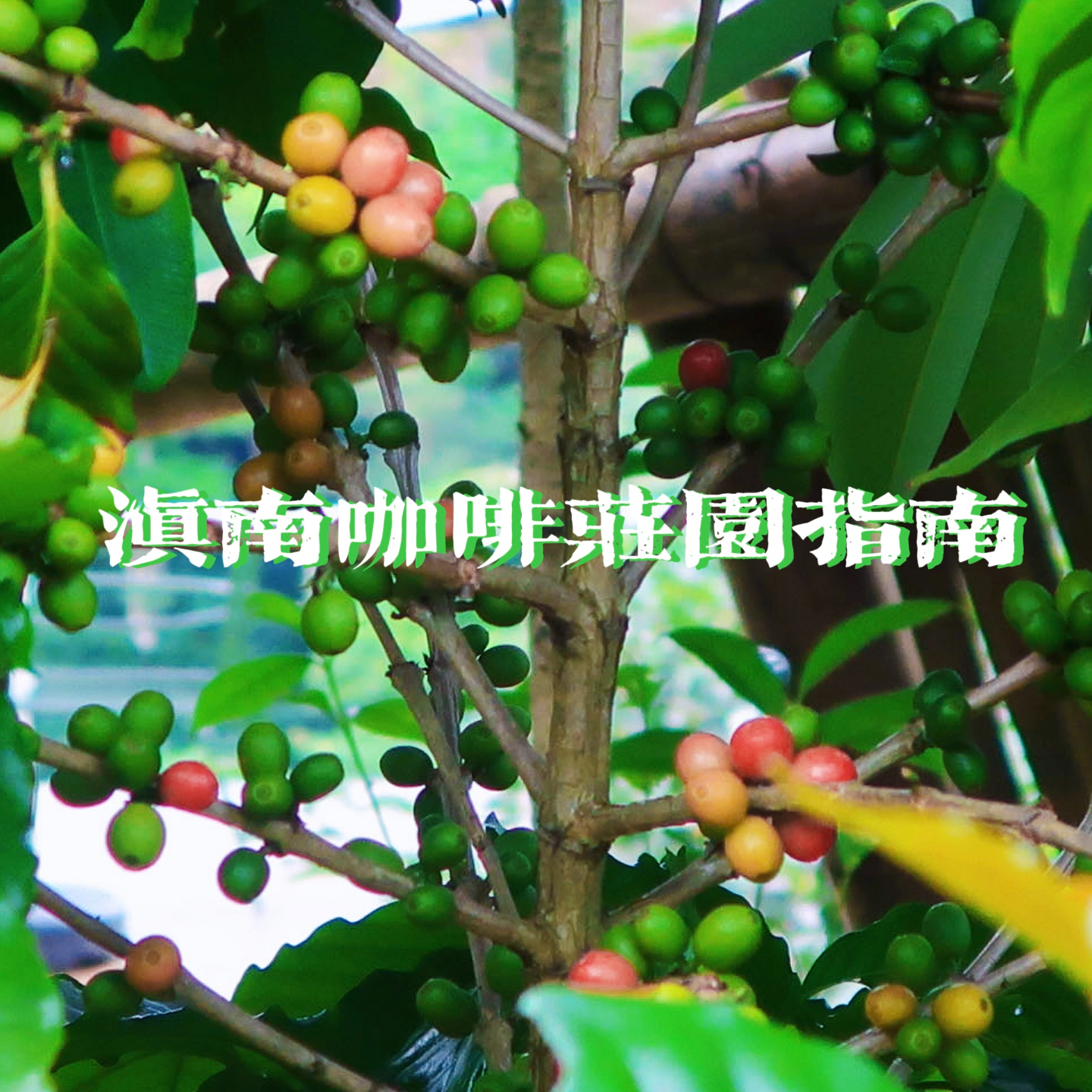 EP29-滇南咖啡庄园非官方指南 episode artwork