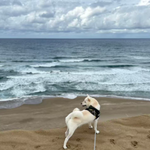 no.12 带着柴犬车中泊：鸟取两日游