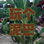 Vol.3  秋天与树