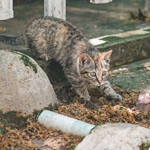 Day1-2:小彩狸回家