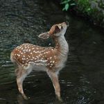 小小鹿丶