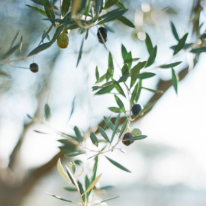 vol.4 生命的礼物：死亡，像一颗成熟的橄榄告别枝头