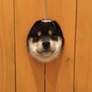 隐形的Matt