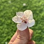 鹅仔毋食草